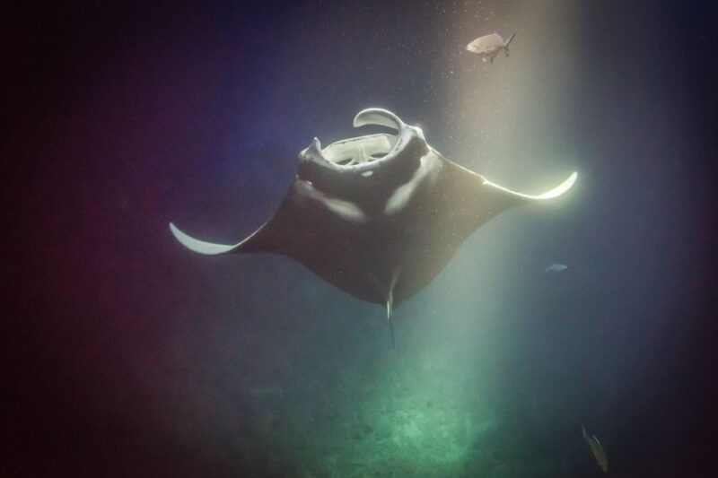kailua-kona-night-manta-ray-adventure-on-the-big-island