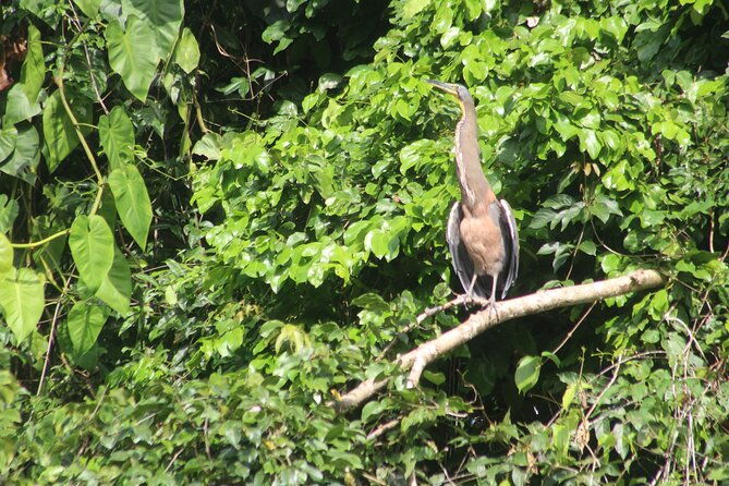 kayak-tour-in-tortuguero-canals-with-tourist-guide