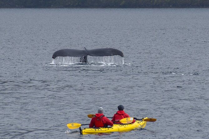 kayaking-with-whales-and-wildlife-watching-from-punta-arenas