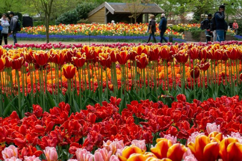 keukenhof-tulip-royalty-tour-with-exclusive-private-driver