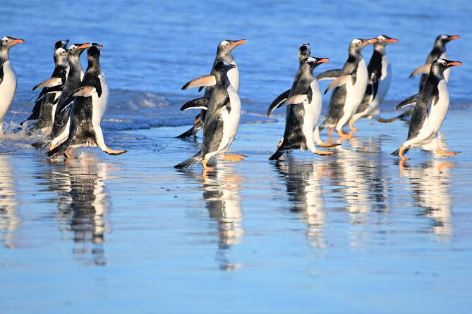 king-penguin-safari4x4-adventure-to-volunteer-point-falkland