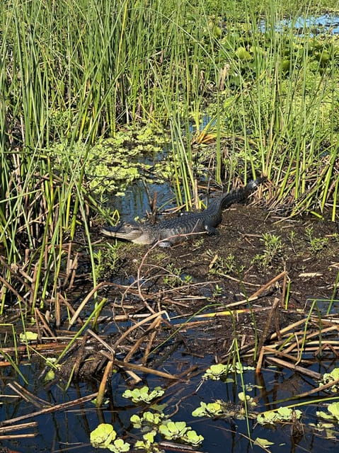kissimmee-everglades-alligator-and-wildlife-airboat-tour