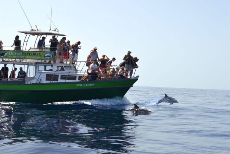 la-palma-3-hour-dolphin-and-whale-watching-experience