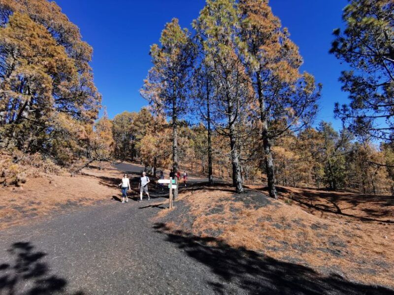 la-palma-guided-tour-to-tajogaite-volcano-with-transfer
