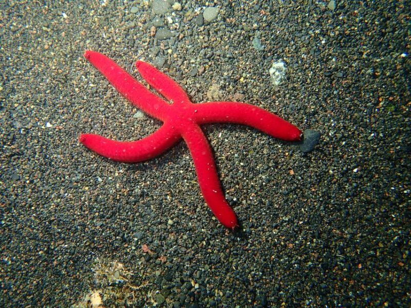 la-palma-snorkeling-tour-in-los-cancajos