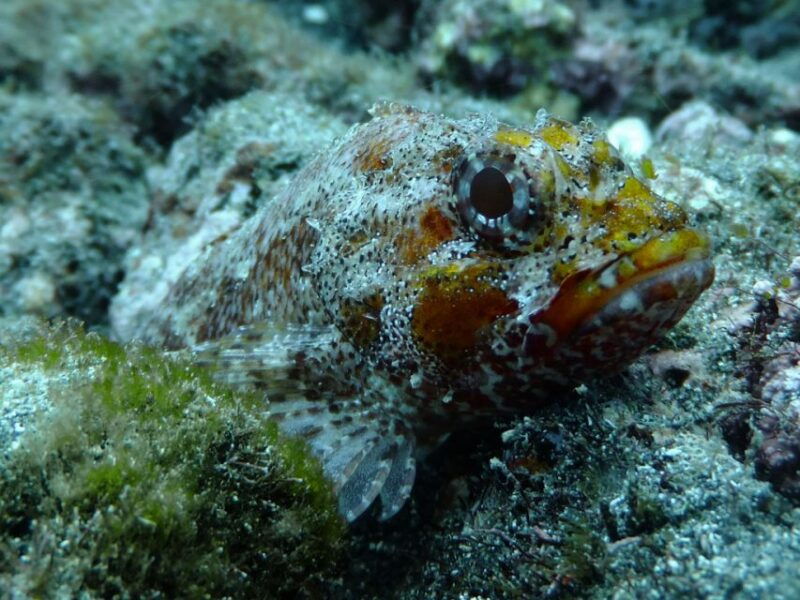 la-palma-ssi-try-scuba-program