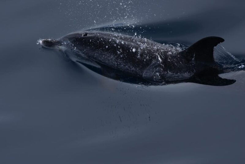 la-palma-wildlife-viewing-and-cumbre-vieja-boat-tour