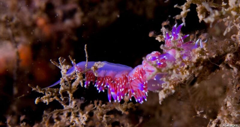 lagos-guided-scuba-diving-trip-for-beginners