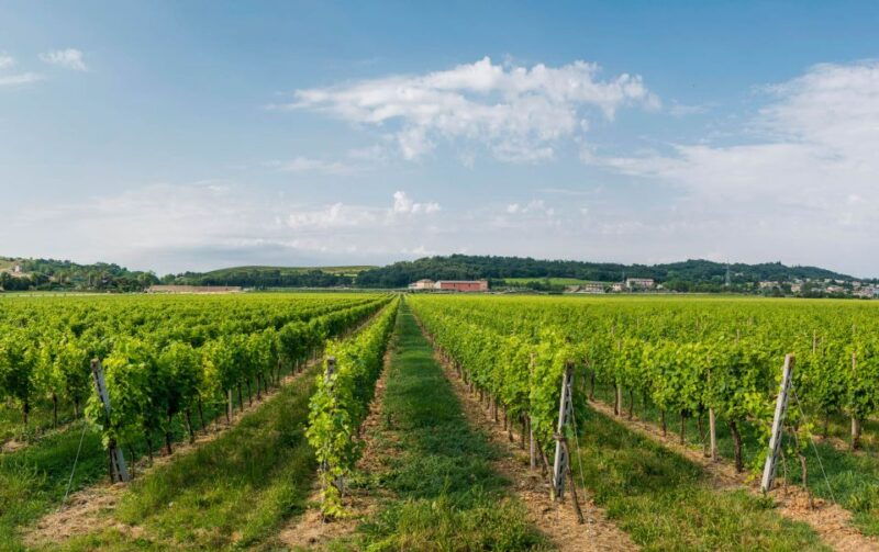 lake-garda-garda-hills-wine-tour-and-tasting
