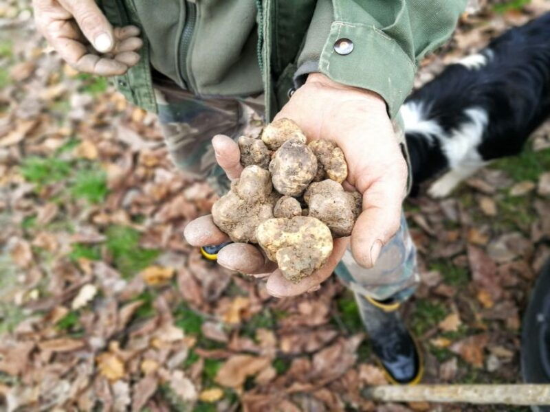 langhe-truffle-hunting-experience-2
