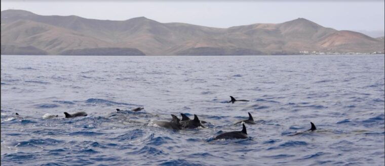 lanzarote-sea-safari-experience