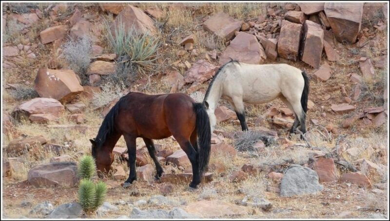 las-vegas-offroad-experience-wildlife-ghost-towns-and-more