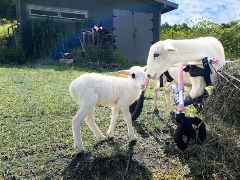 laupahoehoe-farm-animal-sanctuary-private-tour
