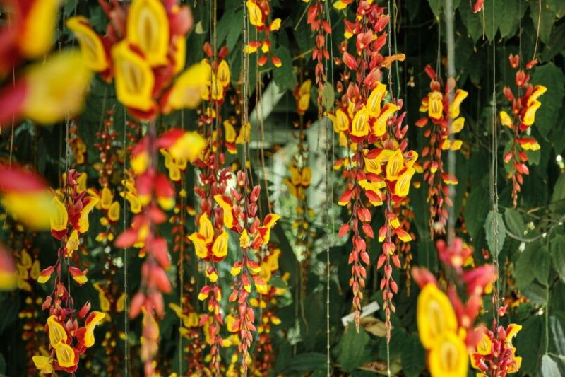 leiden-hortus-botanicus-entry-ticket