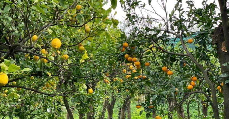 lemon-tour-with-lunch-dinner