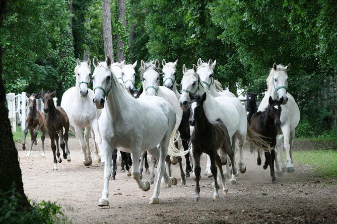 lipica-stud-farm-private-experience-from-koper