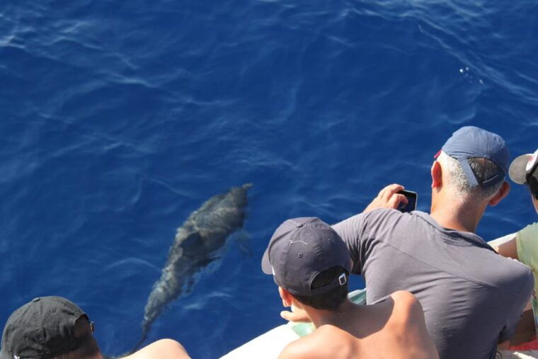 loano-pelagos-sanctuary-wildlife-cruise-with-guide