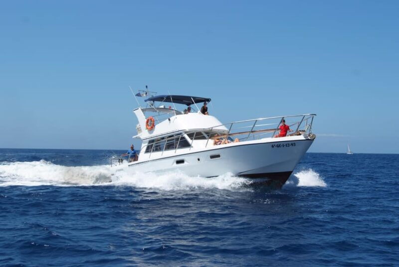 los-cristianos-whale-watching-tour-and-swimming-in-the-sea-on-a-yacht-for-22-persons