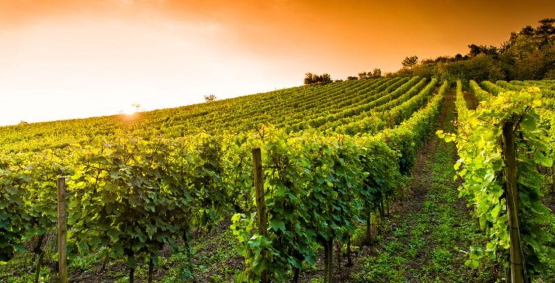 lucca-guided-e-bike-and-wine-tour