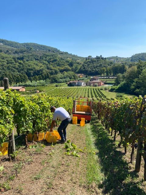 lucca-tour-pisa-tower-wine-tasting-by-van-from-livorno