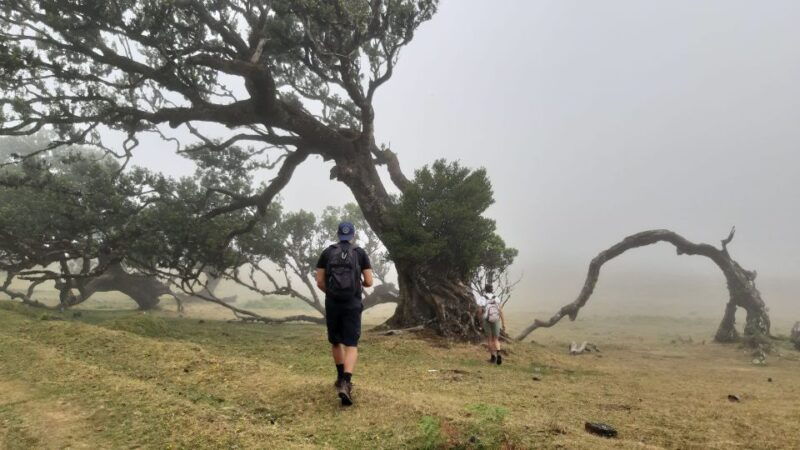 madeira-private-tour-of-fanal-forest