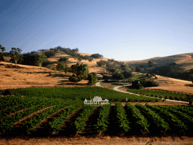 madrid-luxury-winery-emilio-moro-tour