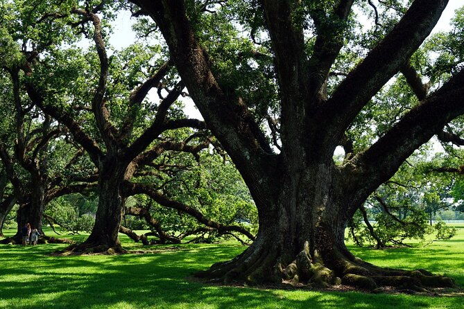 majestic-oak-alley-plantation-tour