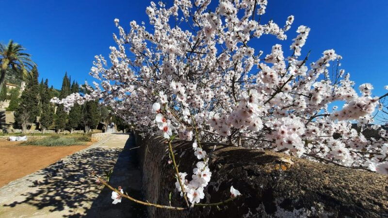 mallorca-almond-blossom-minivan-tour-with-tasting-german