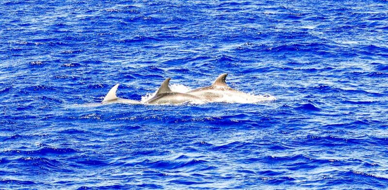 mallorca-dolphin-watching-cruise