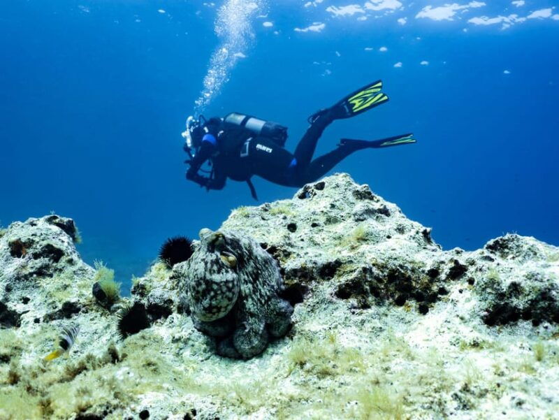 mallorca-scuba-diving-a-dive-from-the-boat-for-certified-divers