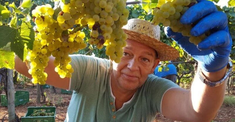 mallorca-wine-cellar-tour-xl-3-wine-tastings-including-german