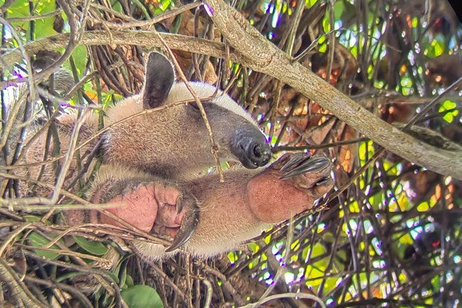 manuel-antonio-boat-mangrove-tour-to-see-animals