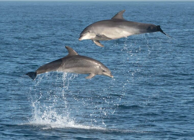 marbella-dolphin-watching-boat-tour