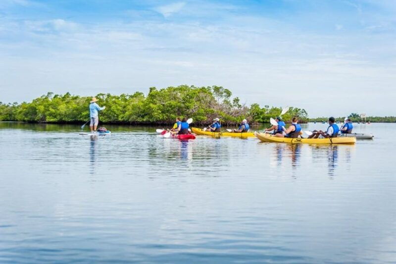 marco-island-kayak-mangrove-ecotour-in-rookery-bay-reserve