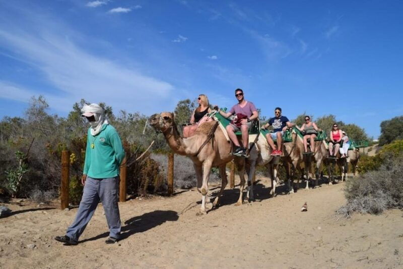 maspalomas-guided-camel-ride-in-the-maspalomas-sand-dunes