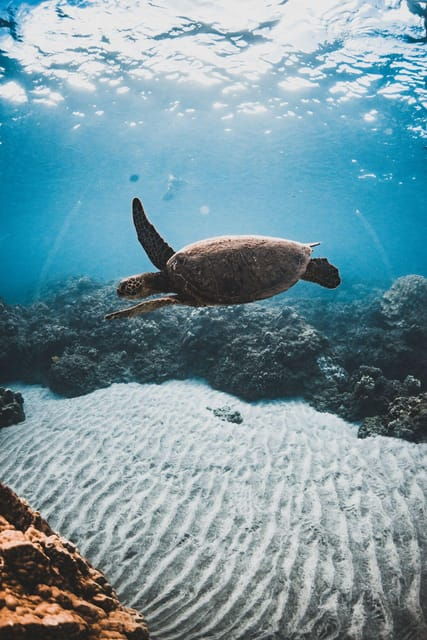 maui-alii-kai-turtles-tacos-snorkel-sail