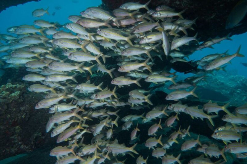 maui-beginner-discovery-scuba-dive-excursion-from-lahaina