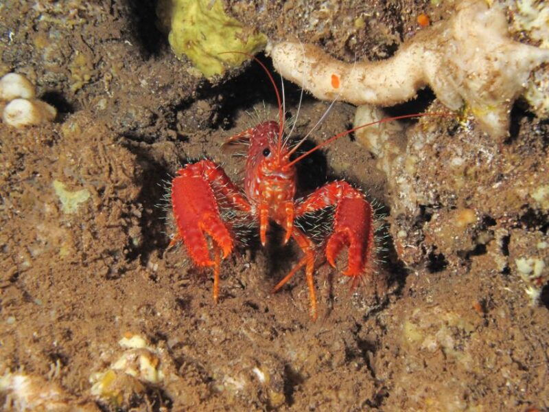 maui-eco-friendly-conservation-scuba-dive-certified-divers