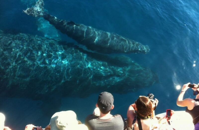 maui-eco-friendly-whale-watching-tour-from-maalaea-harbor