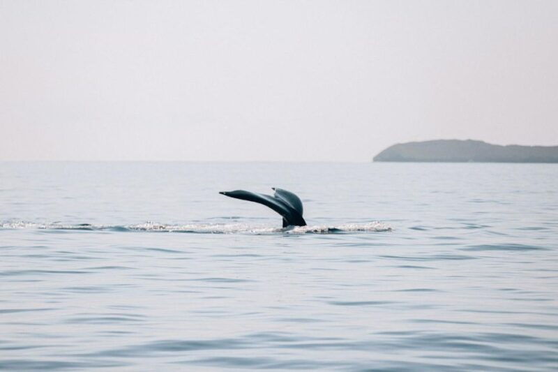 maui-morning-sail-with-the-whales-maalaea