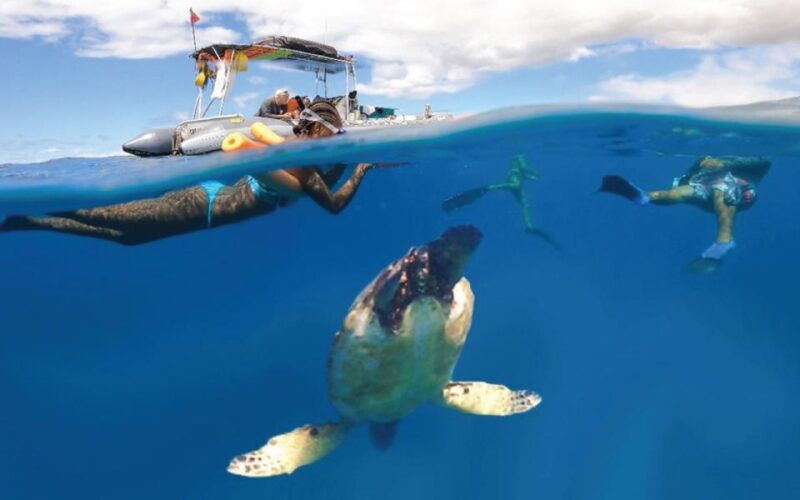 maui-semi-private-3-hour-eco-raft-turtle-snorkel-tour