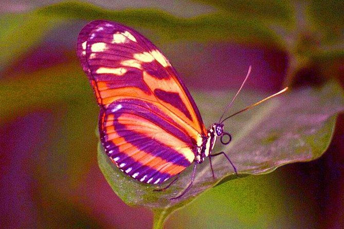 mayan-eden-eco-wildlife-park-city-tour-private-transfer