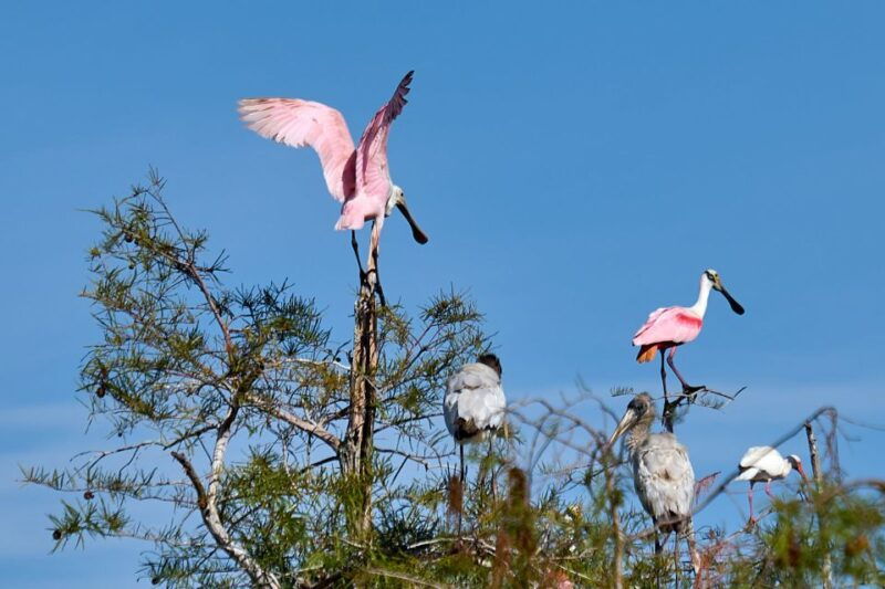 miami-everglades-full-day-tour-with-2-boat-trips-and-lunch