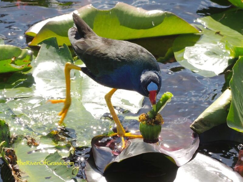 miami-everglades-river-of-grass-small-airboat-wildlife-tour