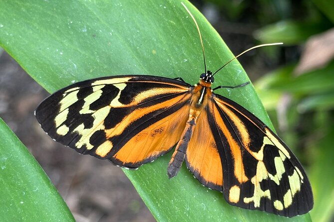 mindo-cloud-forest-guided-tour-small-groups-fee-included