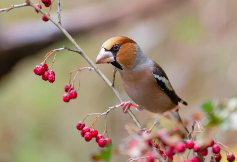 monferrato-birdwatching-and-wildlife-photography-experience