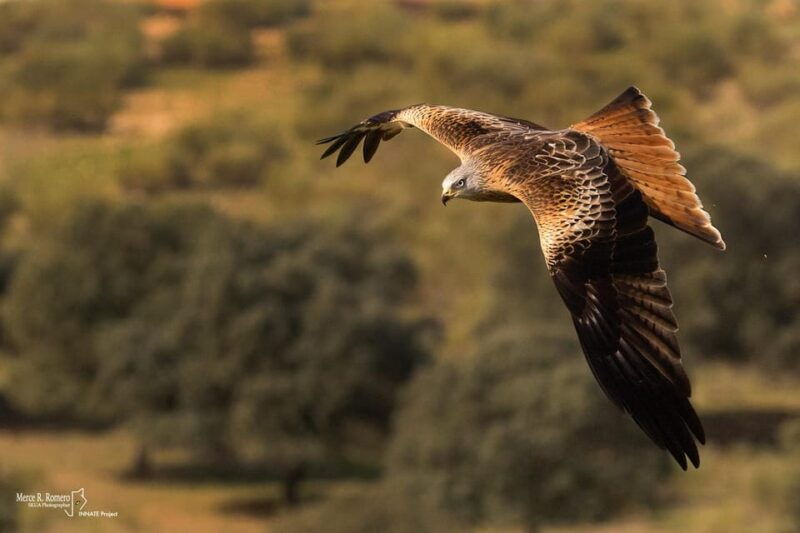 monfrague-wildlife-experience-vultures-close-up