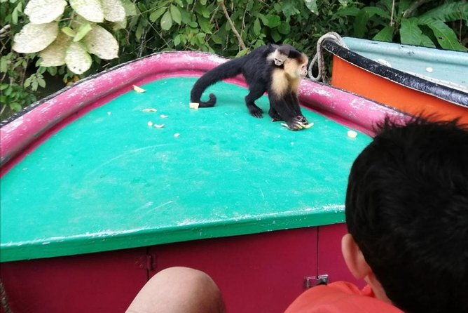 monkey-island-gatun-lake-adventure