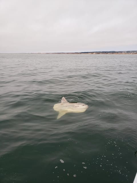 monterey-private-whale-watching-sailing-tour-for-6