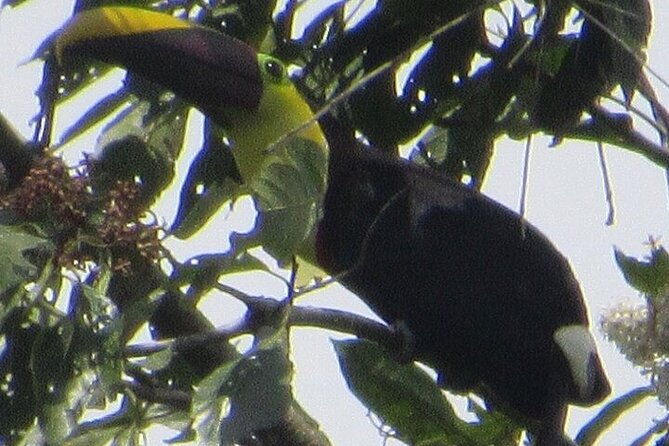 monteverde-cloud-forest-sloth-hanging-bridges-butterflies-tour